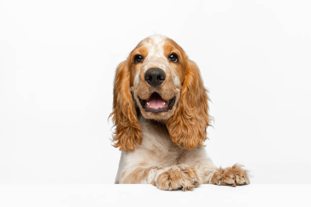 istock Curious cute muzzle Cocker Spaniel dog looking isolated over white background. Smiling doggie 1341818143
