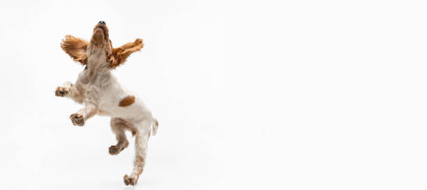 istock Playful Cocker Spaniel dog jumping and catching toy isolated over white background. Playing doggie. Flyer 1341818156