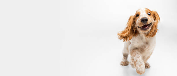 istock Cute and funny muzzle of Cocker Spaniel dog running isolated over white background 1341818164