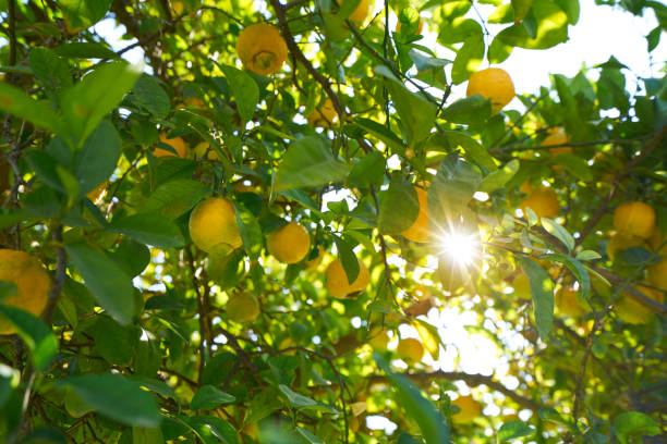 istock Valencia lemon tree at Turia park gardens 1341818235