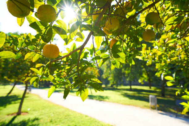 Valencia lemon tree at Turia park gardens view in Spain