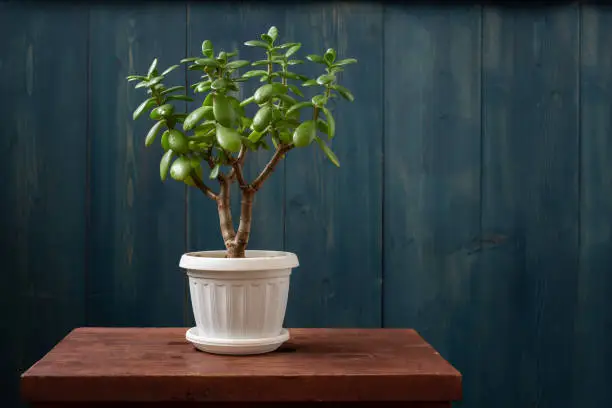 Houseplant succulent Crassula in a pot on a wooden desk on wooden backgrund