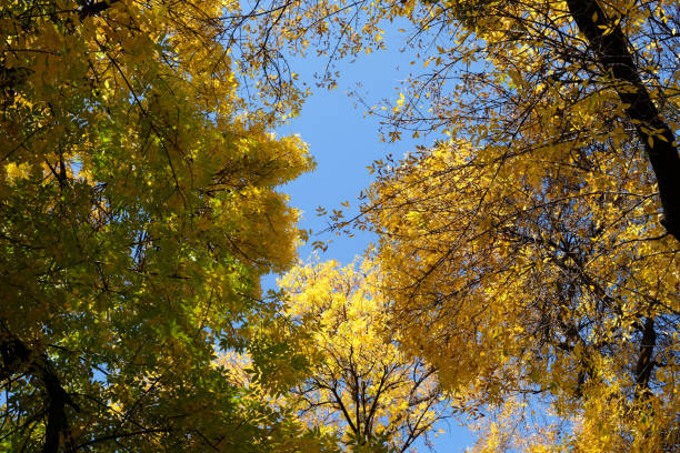 istock Golden autumn tree leaves and a blue sky 1341819283