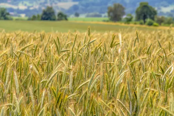 agricultural scenery around a grainfield closeup in Southern Germany at summer time