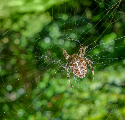 Closeup shot of a European garden spider resting in her net in blurry green back