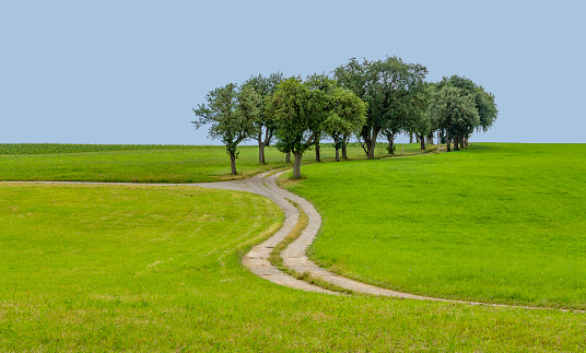 rural scenery with grove, meadows and farm track at summer time