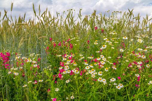 Detail shot of a wildflower meadow at summer time