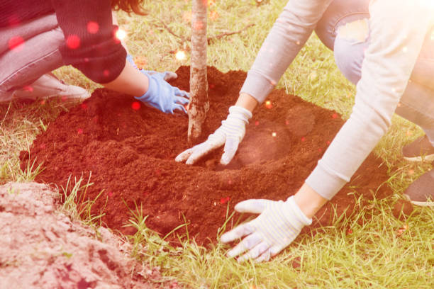istock Young people in work uniform with shovel plant tree sapling in ground 1341824593