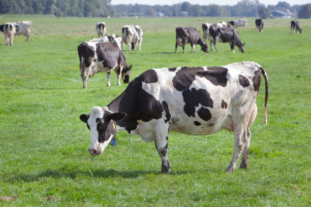 istock Dutch milk cows grazing in meadow 1341825143