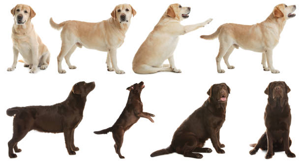 istock Set of labrador dogs on white background 1341825348