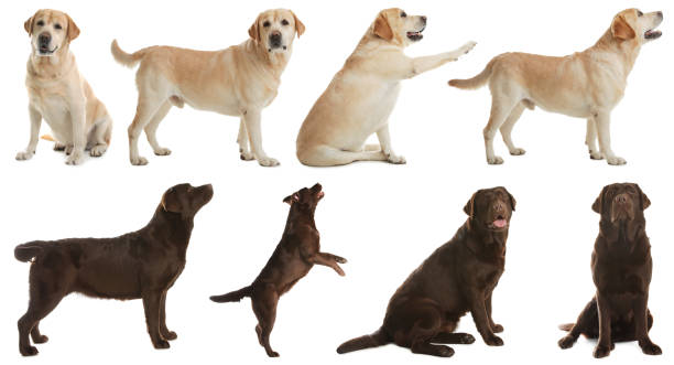 Set of labrador dogs on white background Set of labrador dogs on white background labrador retriever photos stock pictures, royalty-free photos & images