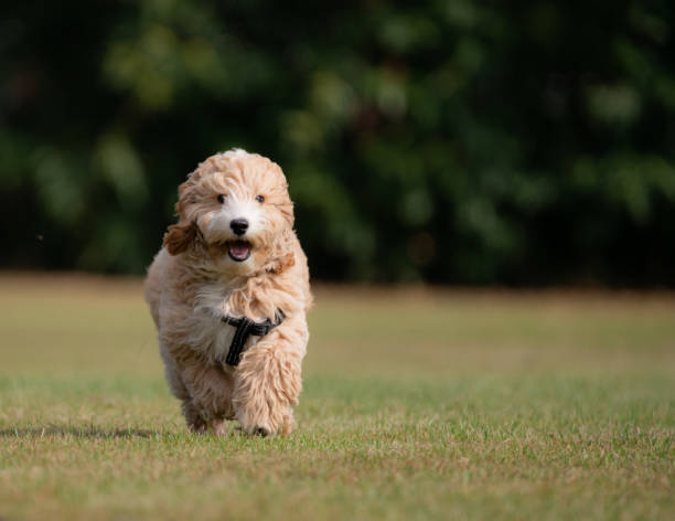 istock Adorable Seventeen Week Old Puppy Running 1341825403