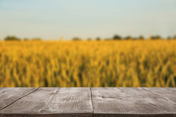 istock Empty wooden surface and blurred view of wheat field on sunny day. Space for text 1341825416