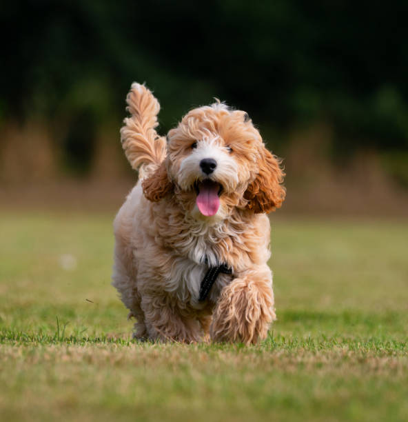 istock Adorable Seventeen Week Old Puppy Running 1341826147