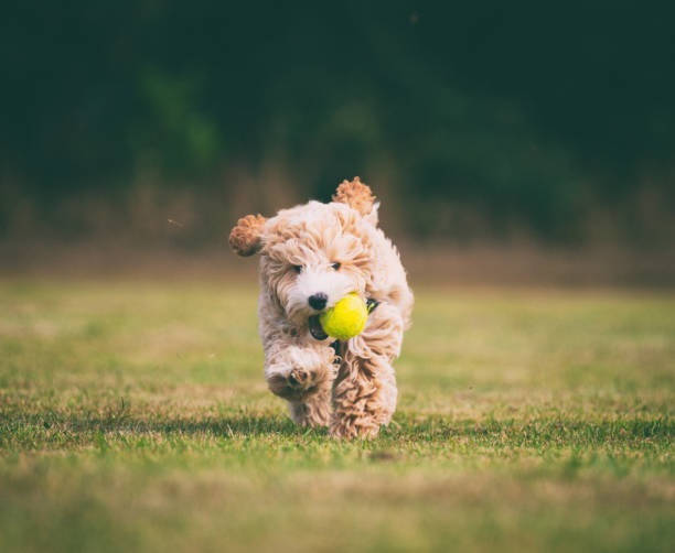 istock Adorable Seventeen Week Old Puppy Running 1341826150