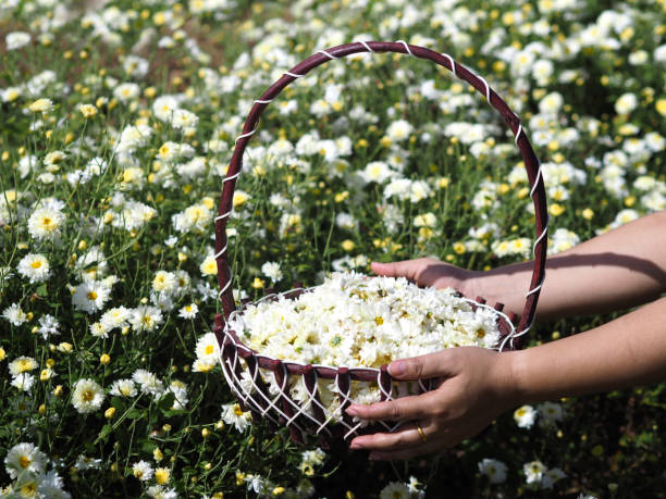 istock gardener picking white blossom chrysanthemum flowers 1341826187