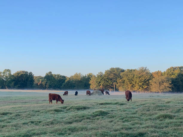 istock Cattle grazing on the farm 1341826305