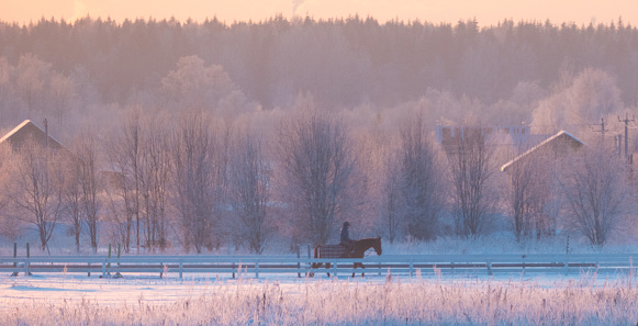 horses running at winter sunset. horse in back-light High quality photo