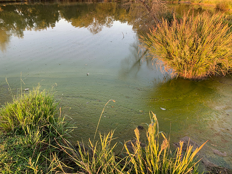 Green algae slime on the edge of a pond during a hot dry summer. Pond management or livestock pond image with pond alage.