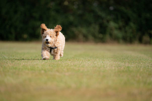 istock Adorable Seventeen Week Old Puppy Running 1341826540