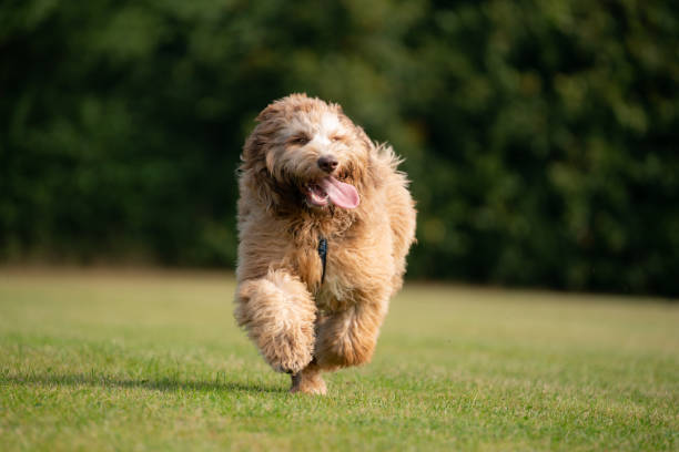 labradoodle corriendo y divirtiéndose - labradoodle fotografías e imágenes de stock