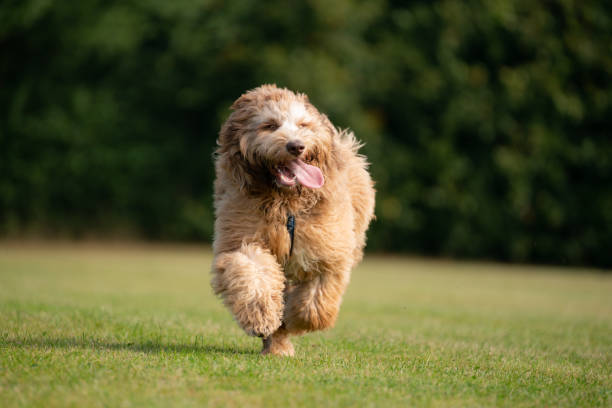 Labradoodle Running And Having Fun Here we see a beautiful Labradoodle running through a park having fun. labradoodle stock pictures, royalty-free photos & images