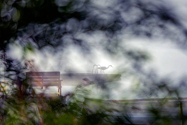 heron bird on jetty by lake from stockholm nature