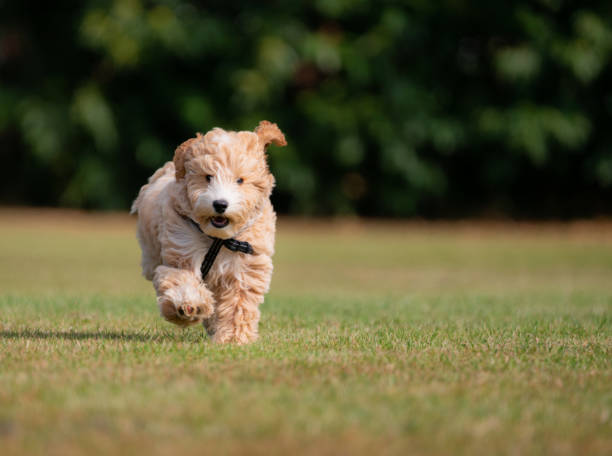 istock Adorable Seventeen Week Old Puppy Running 1341826609