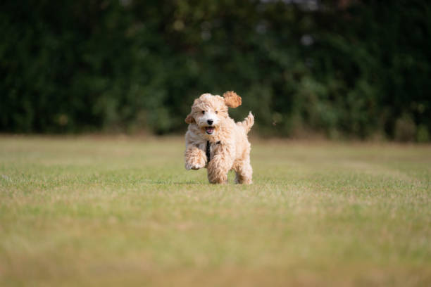 istock Adorable Seventeen Week Old Puppy Running 1341826683