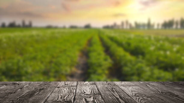 istock Empty wooden surface and blurred view of beautiful corn field. Space for text 1341827731