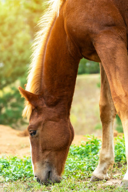 istock Young chestnut colt eats grass in the field, close-up portrait 1341827737