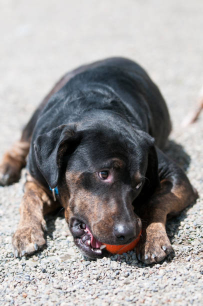 istock Shelter dog playing with a ball 1341827870