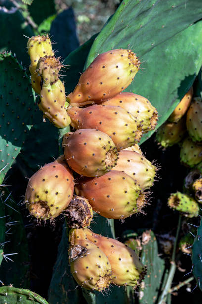 istock Rip prickly pears (Opuntia ficus-barbarica) with yellow fruits 1341828918