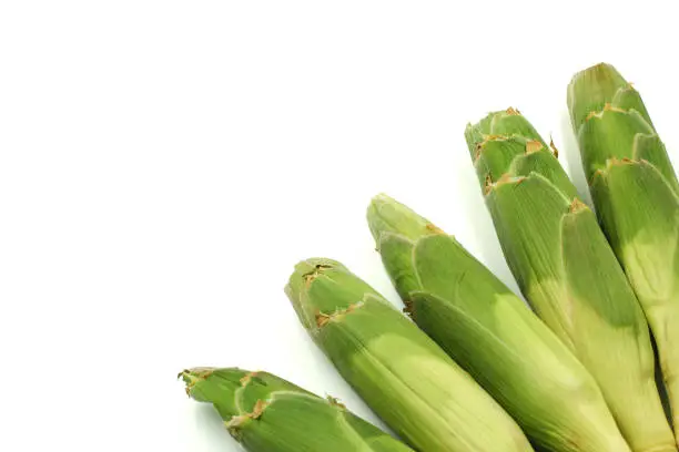 Photo of corn husks with copy space on white background