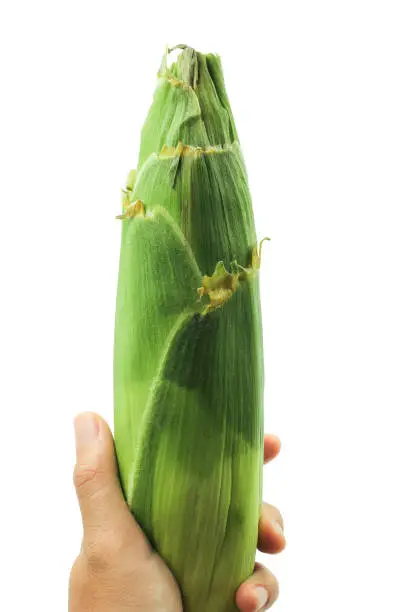 Photo of corn husks in hand on white background