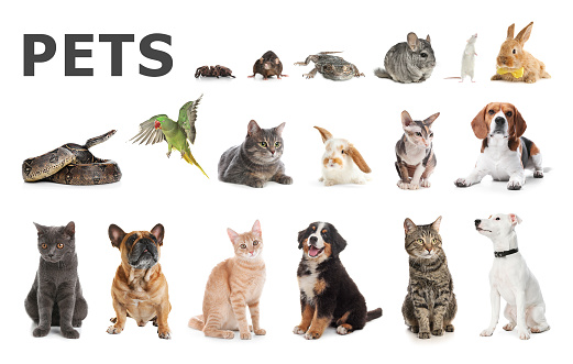 Set of different pets on white background