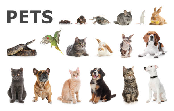 set of different pets on white background - color image dog snake pets imagens e fotografias de stock