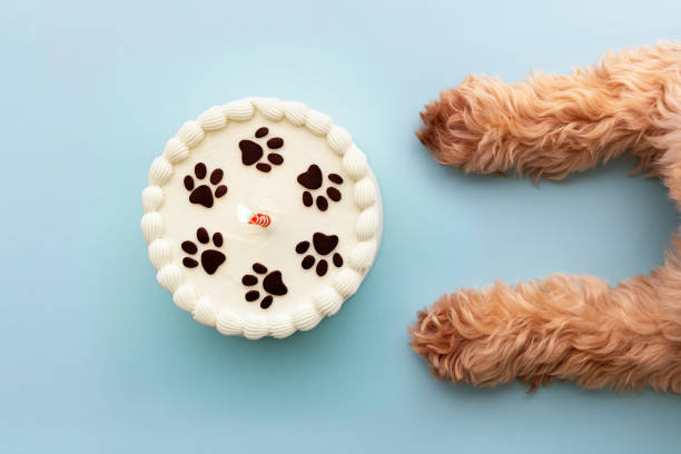 pastel de perro y cumpleaños - paw print fotos fotografías e imágenes de stock