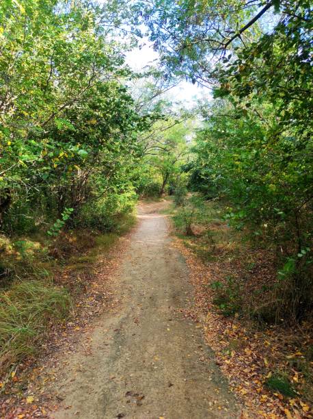 istock The road in the thickets 1341830626
