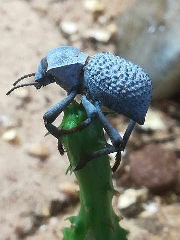 Blue Feigning Death Beetle