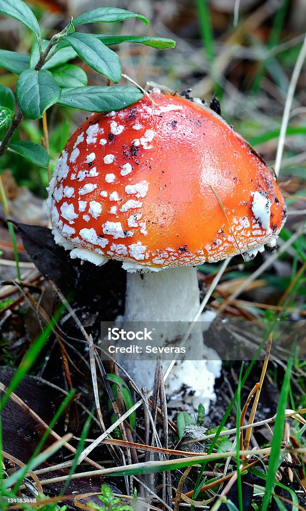 мухомор - Стоковые фото Amanita parcivolvata роялти-фри