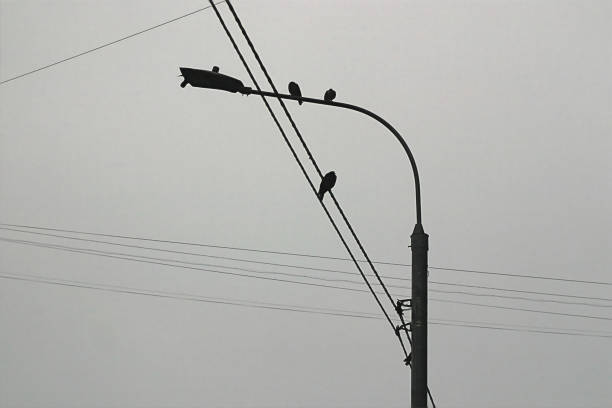istock The silhouette of a pole with pigeons sitting on it 1341834711