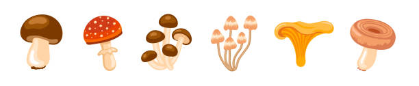 illustrazioni stock, clip art, cartoni animati e icone di tendenza di fungo del miele, boletus edulis, finferli, agarico volante, funghi dell'onda bianca. - fungo ombrelliforme