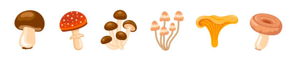 ilustrações, clipart, desenhos animados e ícones de fungo de mel, boletus edulis, chanterelle, mosca ágaric, cogumelos white wave. - mushroom edible mushroom red botany