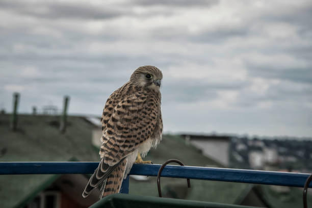 A small kestrel A little brown kestrel sitting on a terrace portrait of common kestrel falco tinnunculus a bird of prey stock pictures, royalty-free photos & images