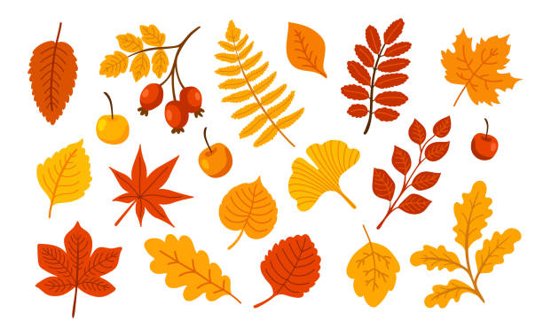 ilustrações, clipart, desenhos animados e ícones de folhas caídas clipart. carvalho, bordo, cinzas, aspen, quadril rosa, folha gingko. - oak leaf leaf maple leaf autumn