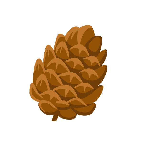 Cedar cone cartoon illustration. Single simple vector hand-drawn isolated icon. pinecone stock illustrations