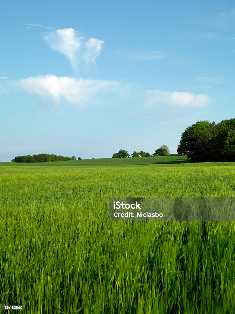 Campo de cebada - Foto de stock de Agricultura libre de derechos