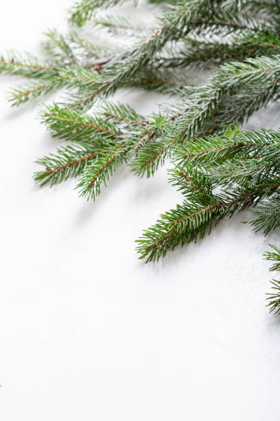 istock White  holiday background on green branch Christmas concept with copy space 1341836002