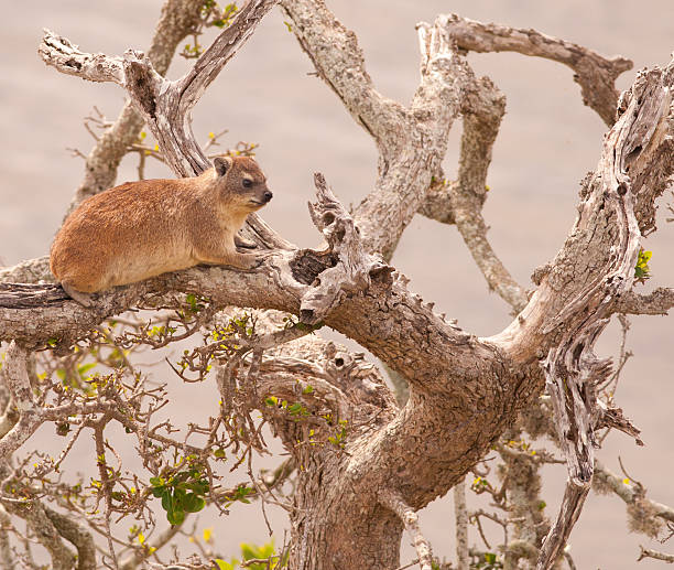 Dassie in dry tree A lone dassie on a dry branch of a tree tree hyrax stock pictures, royalty-free photos & images